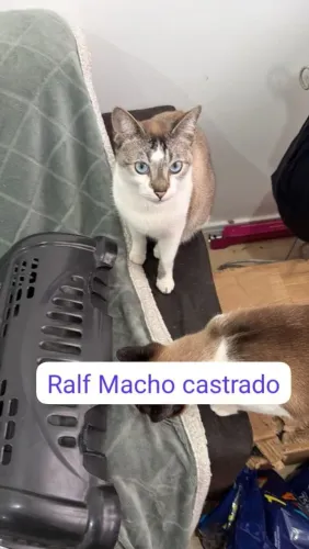 Doação Gato Adulto