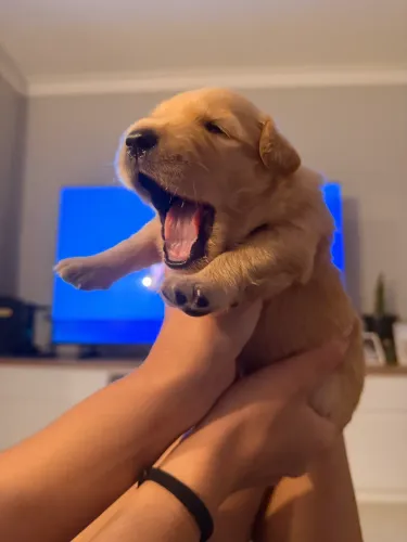 Golden Retriever- Filhote