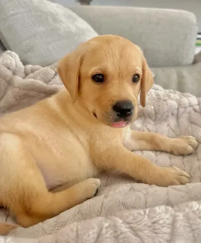Ultima bebe labrador chama q da negocio