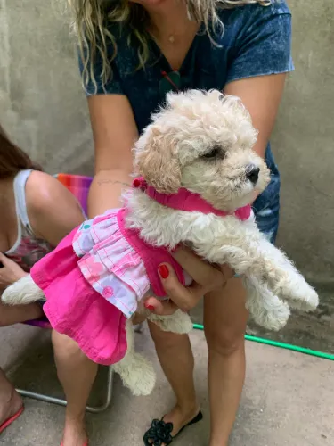 Filhote poodle 
