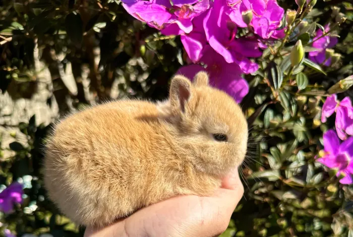 Mini coelho Netherland Dwarf 