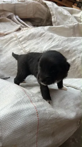 Doação filhote de cachorro