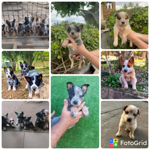 Filhotes Blue Heeler / Boiadeiro Australiano / Burriler