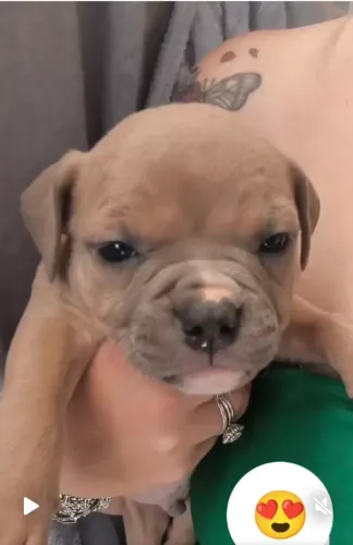 Disponível American Billy