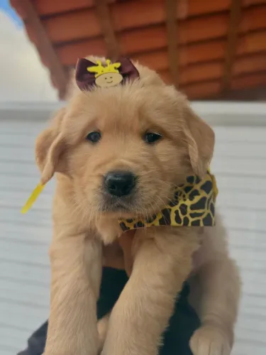 Golden Retriever Fêmea
