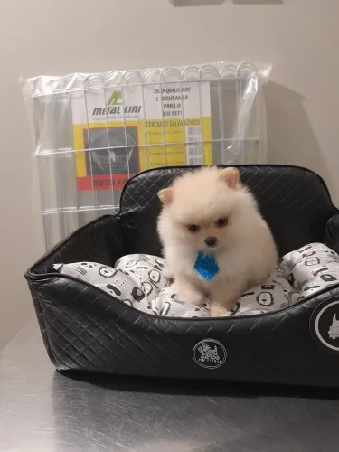 Spitz alemão anão mini macho 10x320 cartão