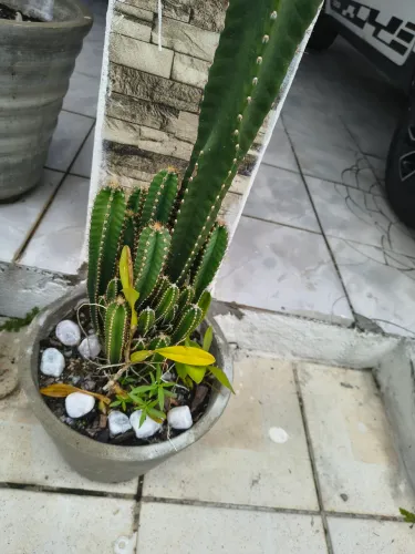 Cactos únicos e raros 