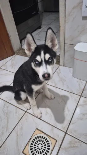 HUSKY SIBERIANO FILHOTE