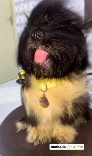 Doando maltês macho 