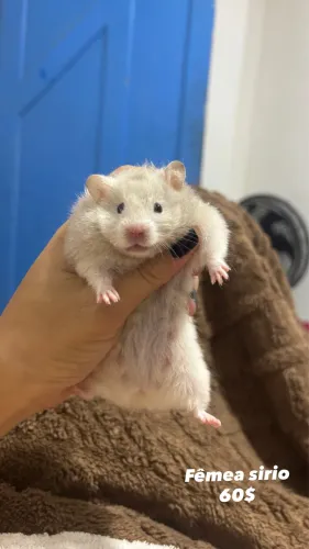 Hamster 