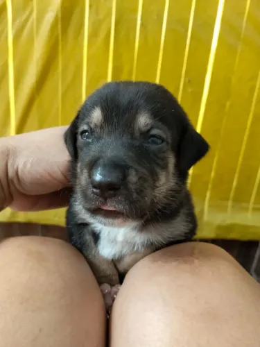 Pets para doar não são  de raça 
