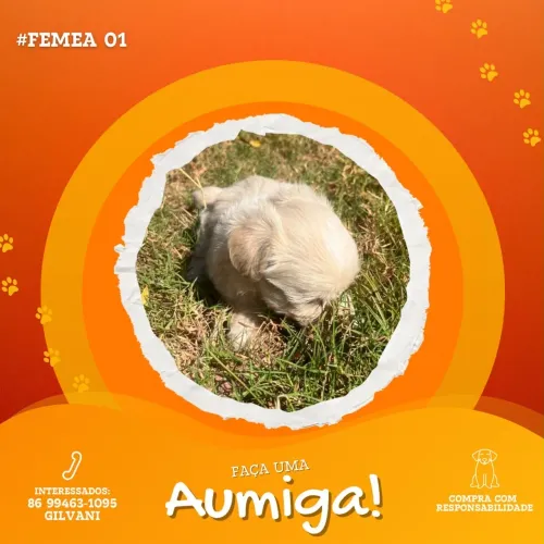 VENDE-SE CACHORRO