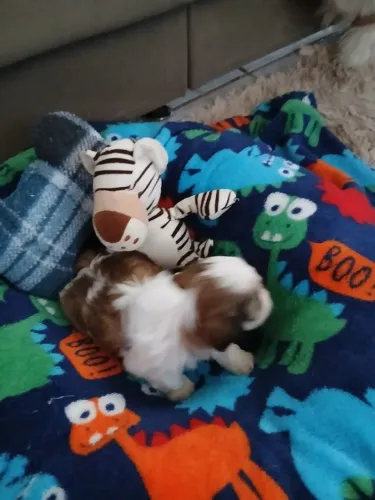 Vendo filhotes de Shih Tzu fêmeas e machos disponíveis
