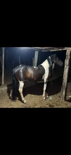 Cavalo pampa