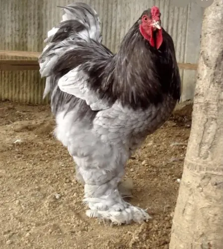 Galo Brama de rasa