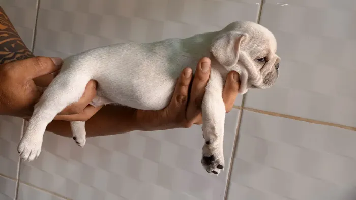 Bulldog france