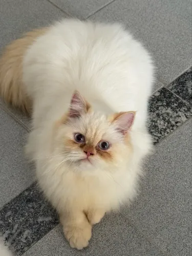 Gato Persa Busca uma NamoGata
