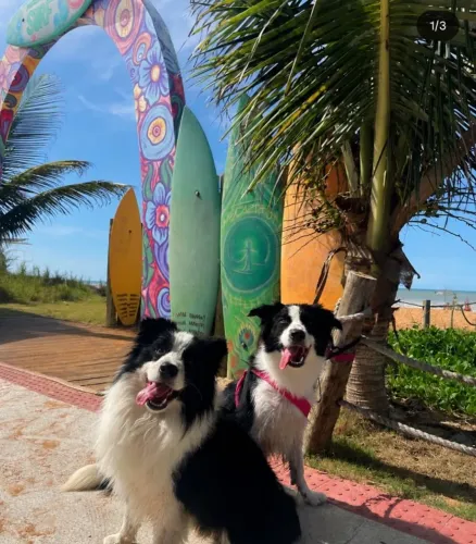 Filhotes de Border Collie