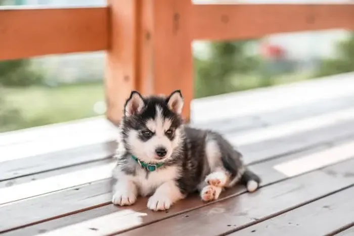 Filhote de Husky Siberiano O Parceiro Que Marca Histórias