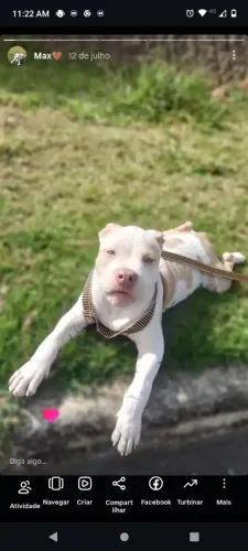 Vendo filhote de American bully