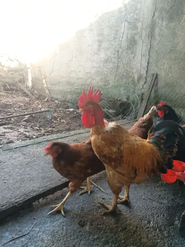 Galos