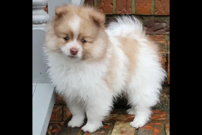 Filhotes de Spitz Alemão | Um novo amigo para compartilhar carinho!