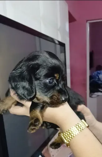 Dachshund pelo longo