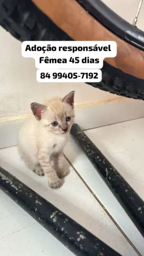 Adoção responsável
