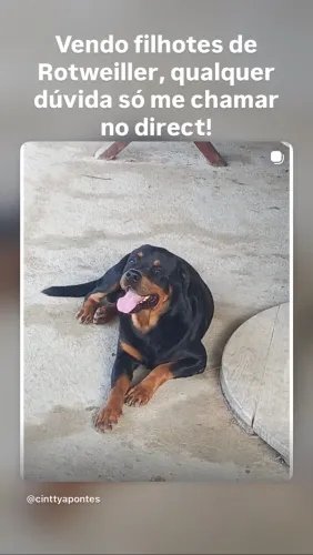 Filhotes de Rotweiller Fêmea