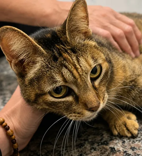 Gata CARINHOSA e deficiente (castrada e Vacinada) 