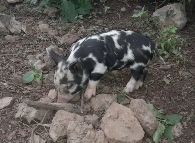 Mini porcos