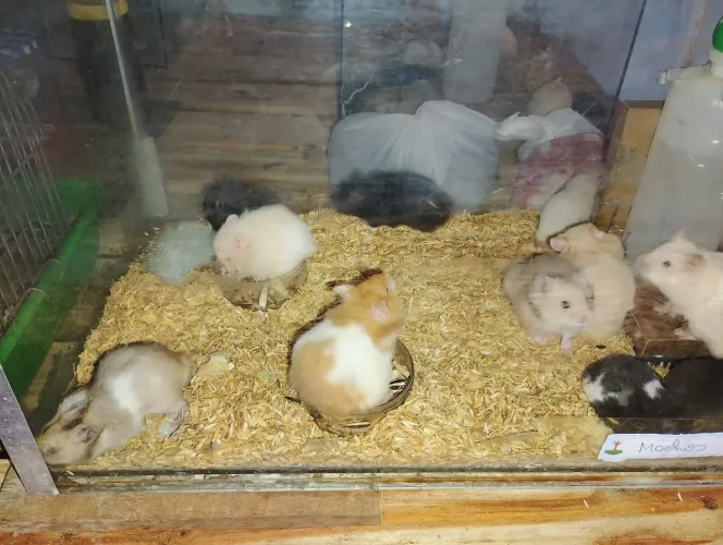 Hamster 