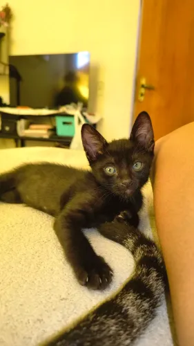 Gato