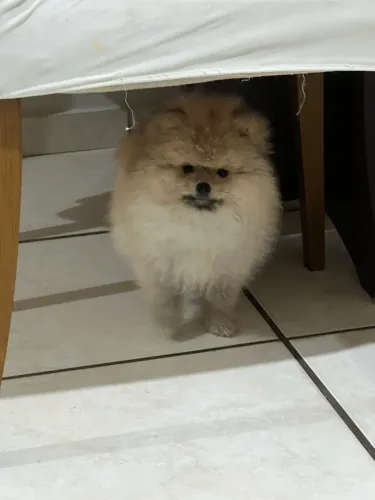 Sptiz Alemão LULU DA POMERANIA Macho
