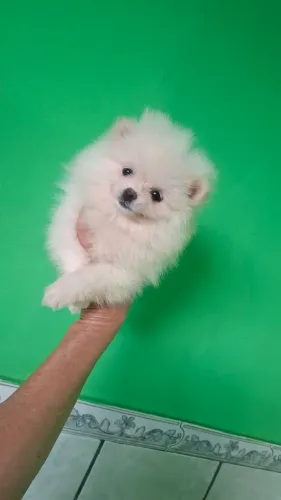 Filhote Esptz Anão branco neve