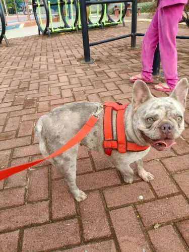 Buldogue francês fêmea 