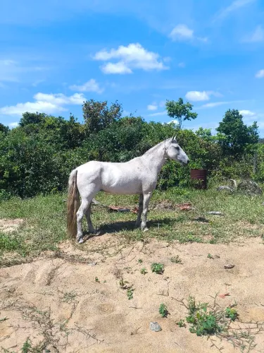 Vendo Égua mangalarga