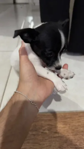 Pinscher 0
