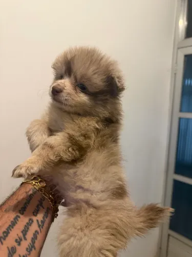Lulu da pomerania chocomerli