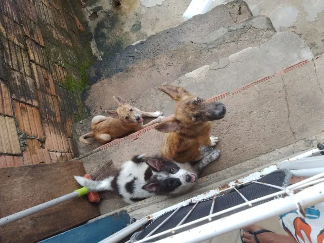 DOAÇÃO DE CACHORRO 