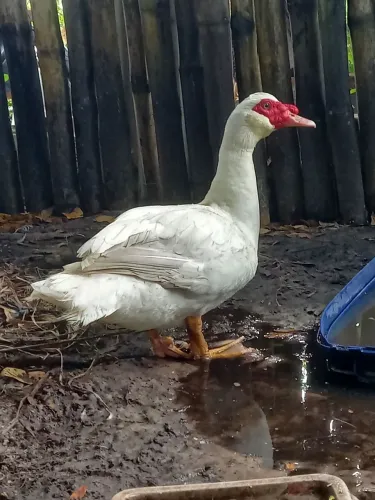Pato Paysandu