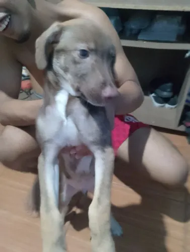 Todo ano um cachorro da raça pitbull