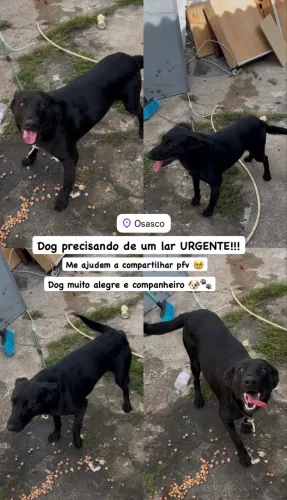 Doa-se esse doguinho lindo