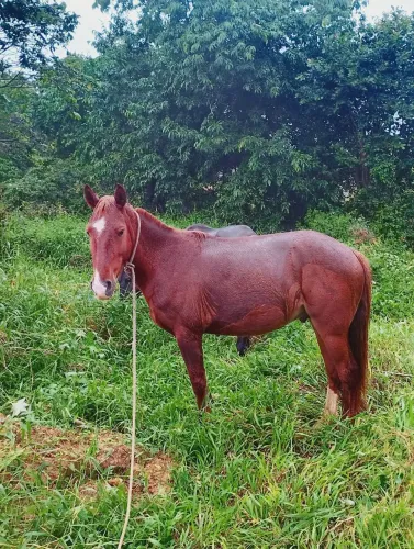 Cavalo muito bom e manso pra criança 