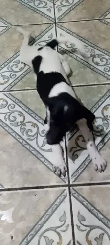 Doa-se dócil e alegre cadelinha