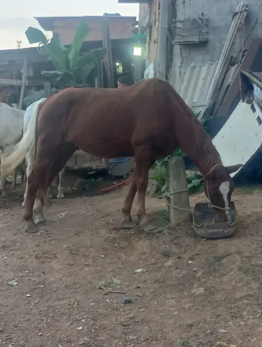 Cavalos 