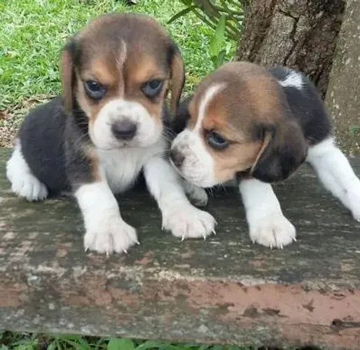Beagle macho e fêmea disponíveis