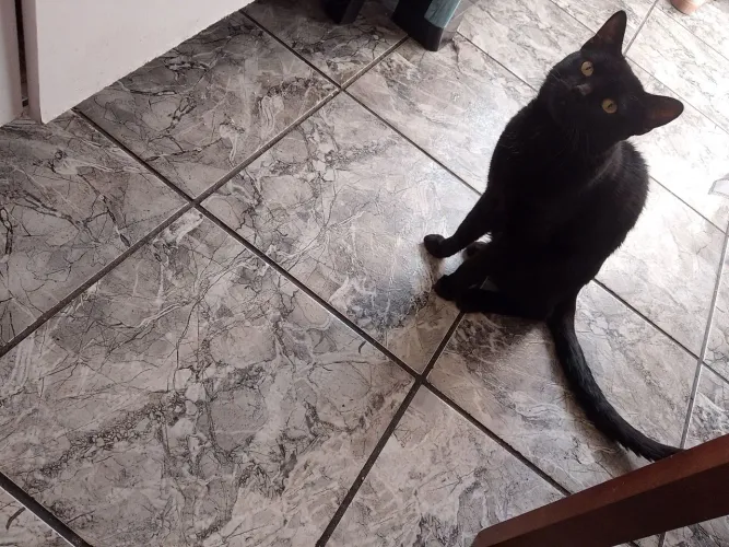Doação gato preto macho adulto 
