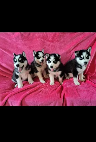 Husky siberiano
