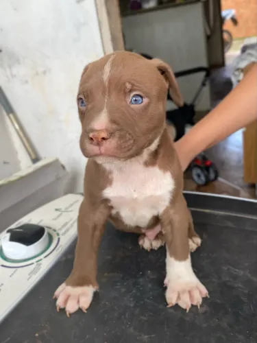 Filhote de pitbull macho